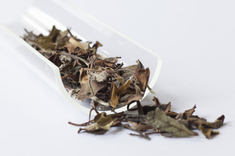 Aged White Peony King(Bai Mu Dan) 2012